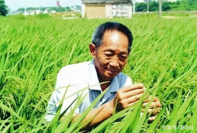 袁隆平团队双季稻亩产超过3000斤