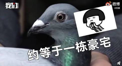 中国买家花1250万买下比利时赛鸽 这种鸽子为什么这么贵？