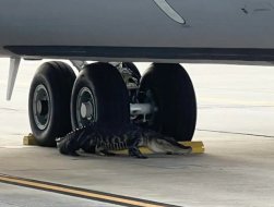美国麦克迪尔空军基地出现大鳄鱼